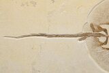 Fossil Male Stingray (Heliobatis) - Museum Quality Specimen #313917-3